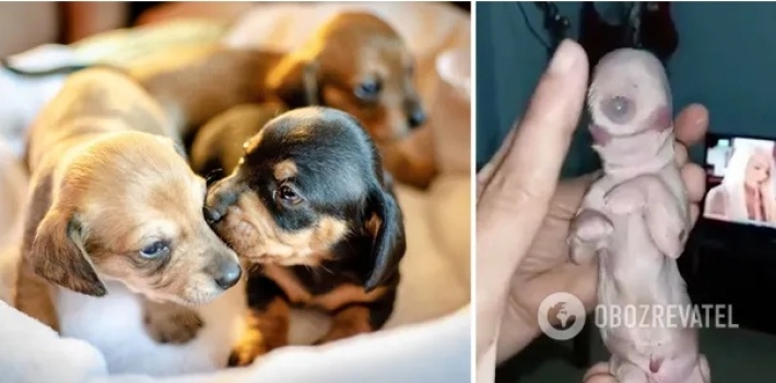 Собака родила щенка-циклопа - у него один глаз и два языка: фото и видео