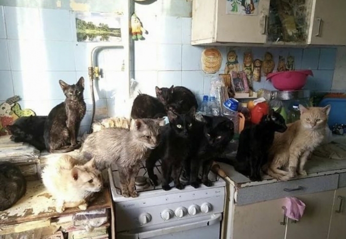 В Мелитополе бабушка спасла от холода десяток котов (фото)