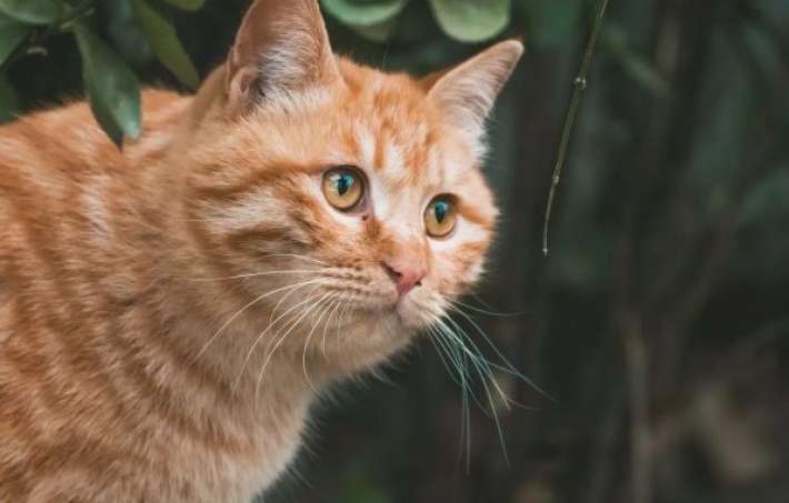 Жінка виховувала кошеня, але коли господині не стало, реакція кота здивувала сусідів до сліз