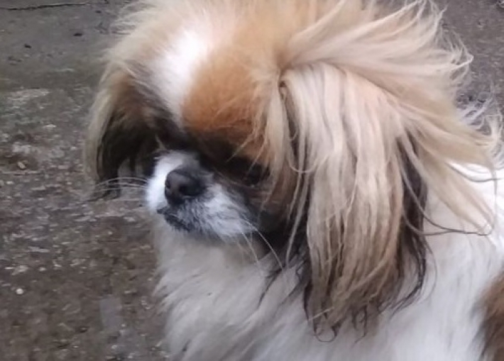 В Мелитополе потерялся породистый пес (фото)