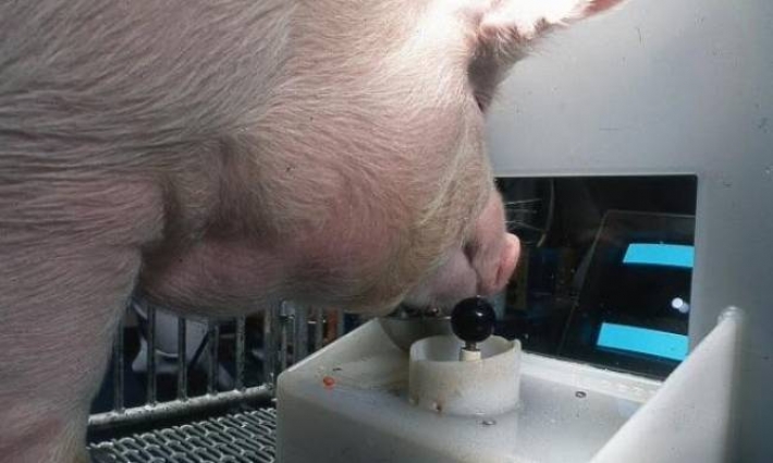 В США ученые научили свиней играть в видеоигры