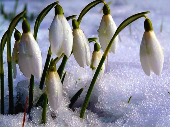 В Мелитополе цветут подснежники (фото)