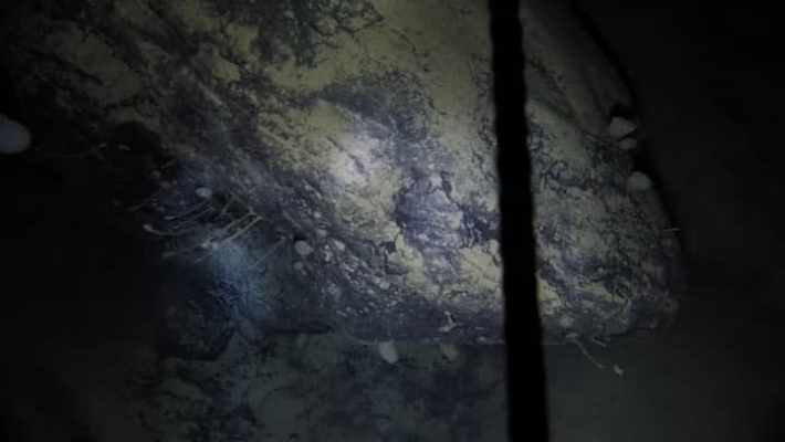Ученые обнаружили в Антарктиде загадочных существ - живут в полной темноте: фото