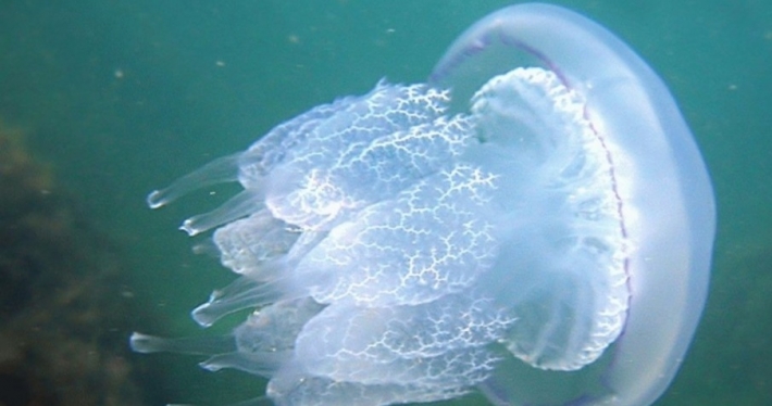 В городе Запорожской области запечатлели замерзших медуз-монстров (видео)