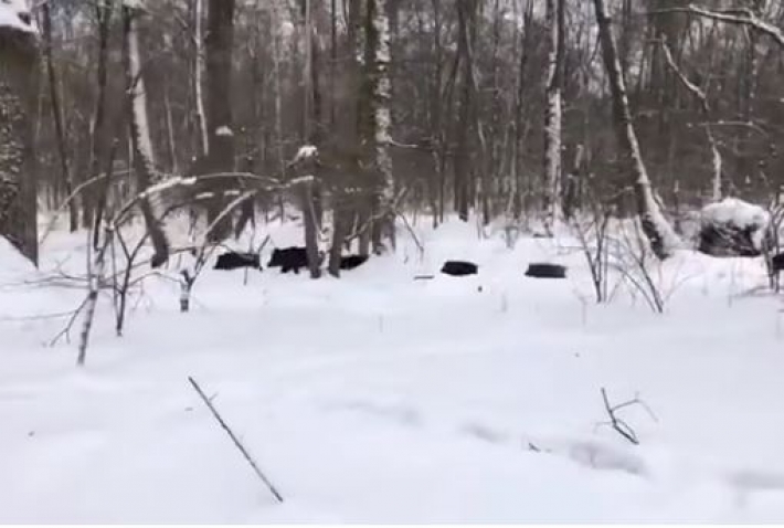 В парке под Киевом заметили стадо диких кабанов с маленькими поросятами: видео