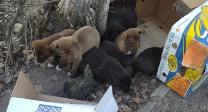В Мелитополе на мороз выбросили коробку со щенками (фото)