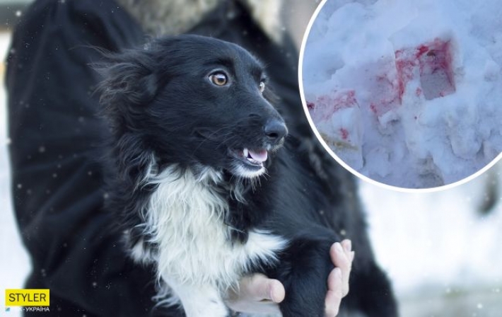 По всему Киеву разбросана отрава для собак: остерегайтесь "розового снега" (фото)