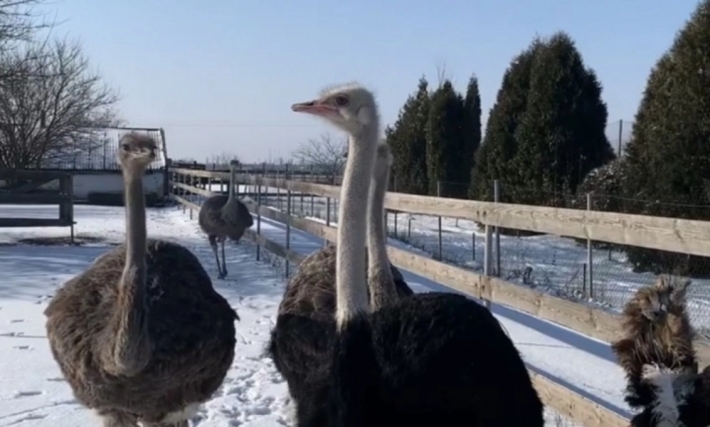 Мелитопольский зоопарк развеял стереотипы насчет страусов (видео)