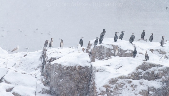 Запорожский фотограф запечатлел "украинских пингвинов"