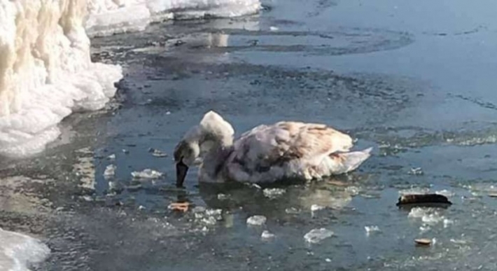 На Азовском море развернулась операция по спасению лебедя, примерзшего ко льду (фото)