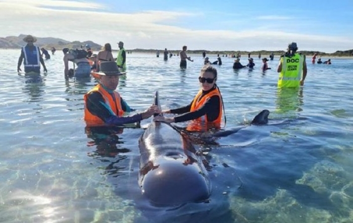 В Новой Зеландии на отмель выбросились около 50 дельфинов