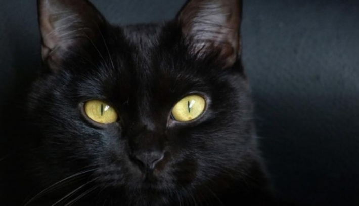 В Мелитополе потерялась черная кошка (фото)