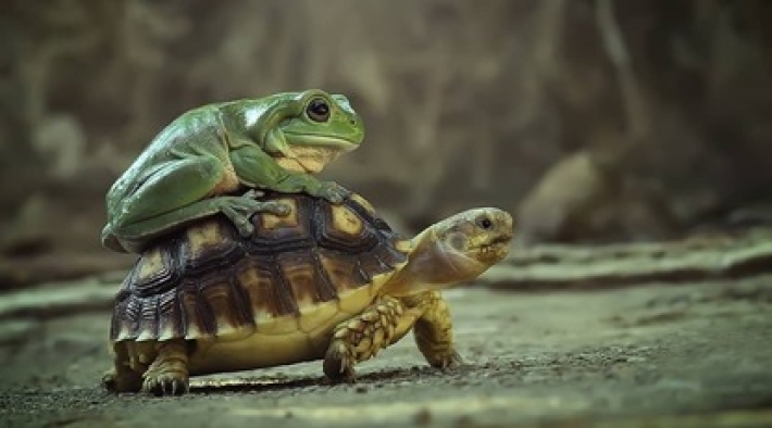 Фотограф показал дружбу лягушки и черепахи, и они похожи на оживший мультфильм