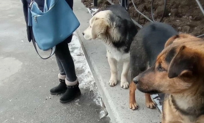 В Мелитополе голодают два милых пса (фото)
