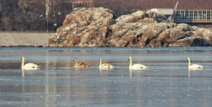 В Запорожье около плотины запечатлели стаю белых лебедей (фото)