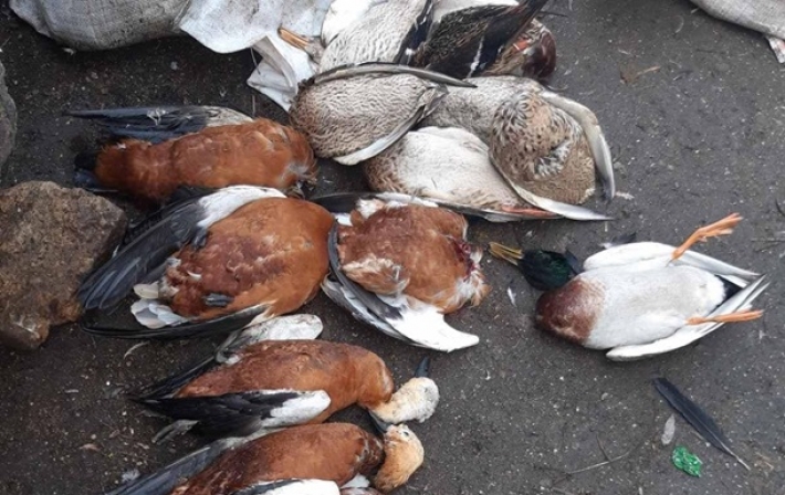В заповеднике Аскания-Нова снова погибли птицы (фото)