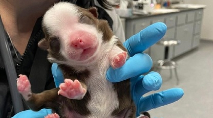 В США родился щенок с шестью лапами - у него есть все шансы на здоровую жизнь (фото, видео)