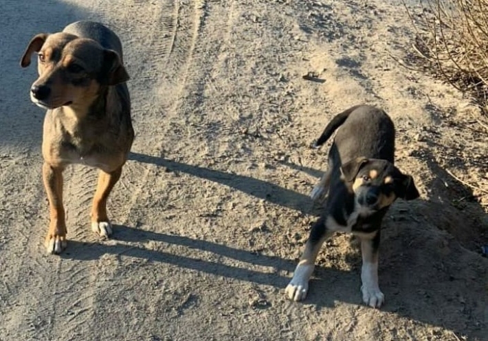 В Мелитополе для двух собак ищут хозяина (фото)