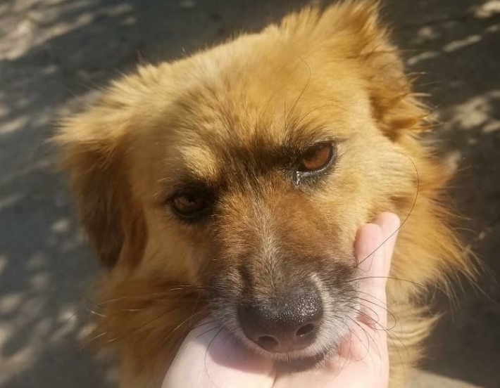 В Мелитополе ищут рыжую собаку (фото)
