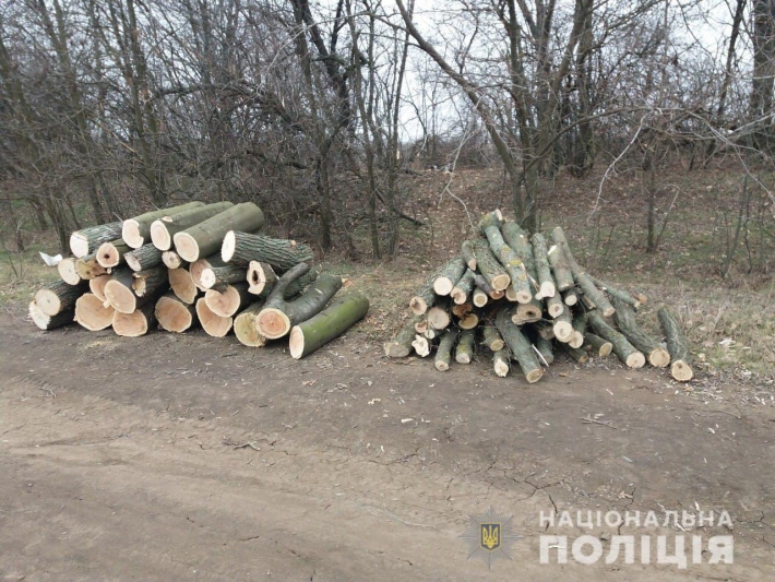 В Запорожской области шесть черных лесорубов спилили более 60 деревьев (фото)