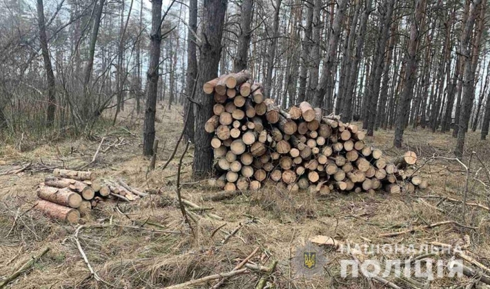 В Запорожской области задержали пять черных лесорубов за вырубкой сосны (фото)