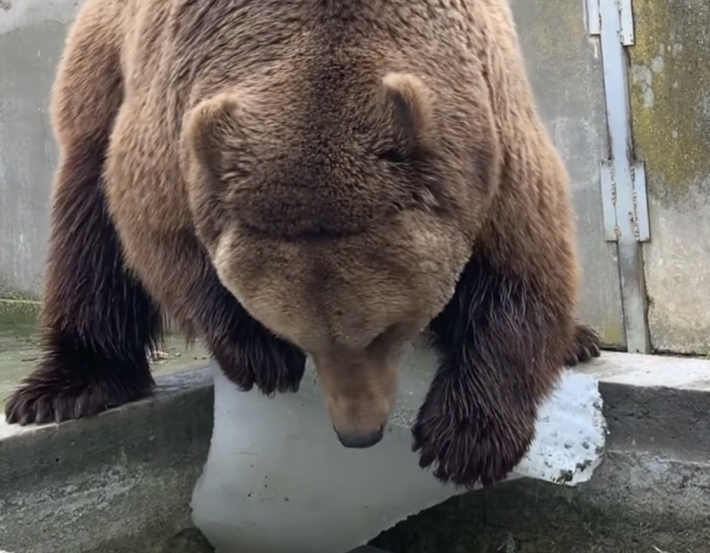 Курьезы. В мелитопольском зоопарке медведь активно поучаствовал в субботнике (видео)