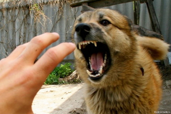 В Запорожской области бешеный пес напал на своего хозяина (фото)