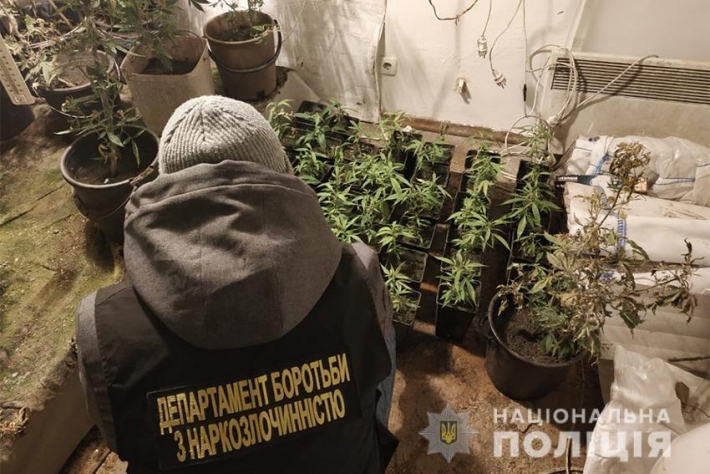 У Жителя Запорожья обнаружили теплицу по выращиванию конопли (фото)