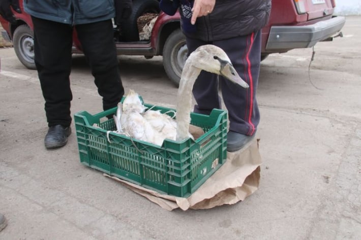 Спасенный мелитопольским рыбаком лебедь идет на поправку (видео)