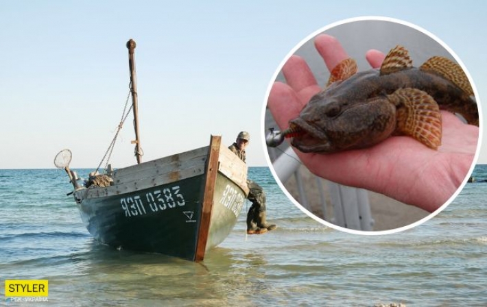 В Азовском море исчезает рыба - названы причины