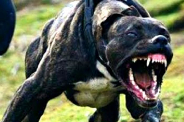 В Мелитополе собака напала на прохожего