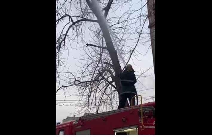 Спасатели Кривого Рога сбили водой кошку с дерева (видео)