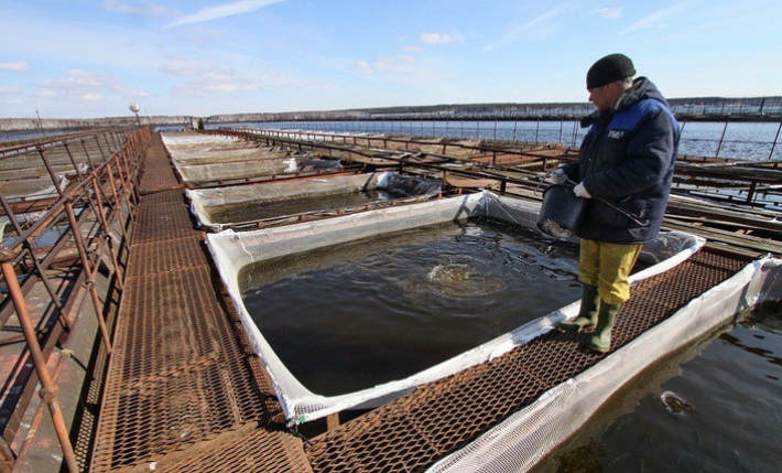 Облсовет хочет расторгнуть договоры аренды с обанкротившимся рыбхозом в Запорожской области