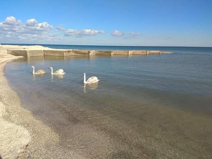 В Кирилловке на центральном пляже появилась новая достопримечательность - лебеди (фото)