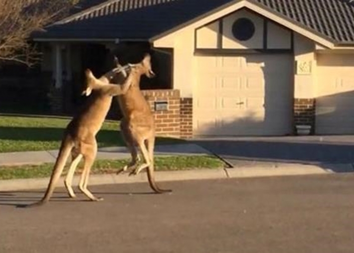В Австралии сняли драку кенгуру на дороге (видео)