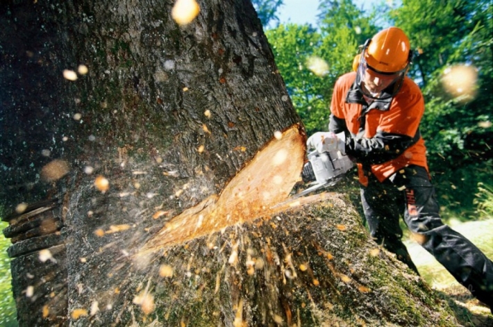 Стало известно, на каких условиях предпринимателю в Запорожье разрешили удалить дерево и газон