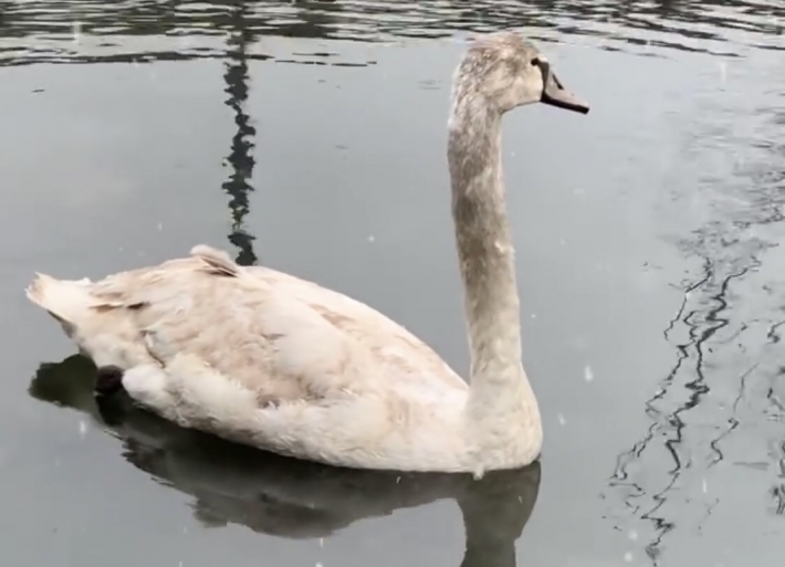 В мелитопольском зоопарке спасенному лебедю привезли друга (видео)