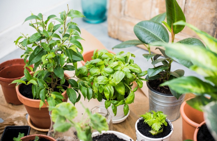 Почему комнатные растения не очищают воздух 