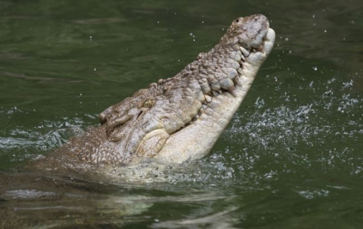 В Индонезии крокодил проглотил 8-летнего ребенка: отец бросился на рептилию с голыми руками (фото)