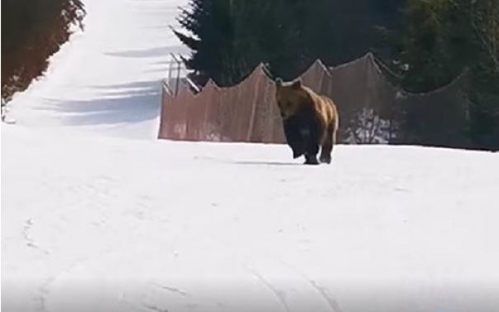 Лыжник отвлек медведя, чтобы спасти людей (видео)