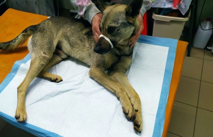 Мелитопольским зоозащитникам нужна помощь для спасения собаки (фото)