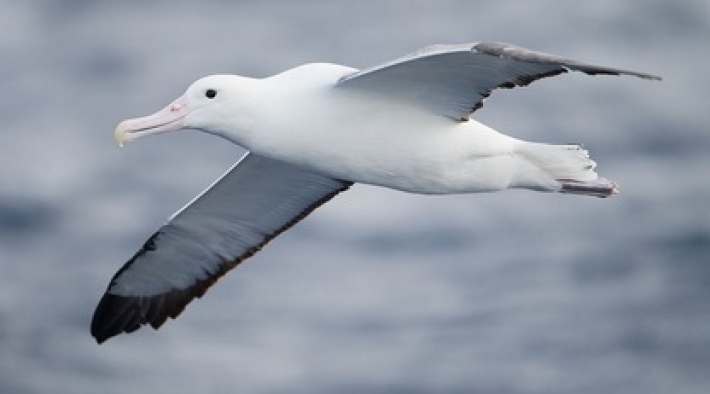 Неуклюжий альбатрос неудачно сел на землю и разрушил миф о грациозных птицах