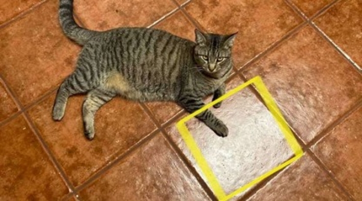 Кошка обнаружила на полу кусочек курицы, и теперь верит в волшебную плитку, дарующую еду (фото)
