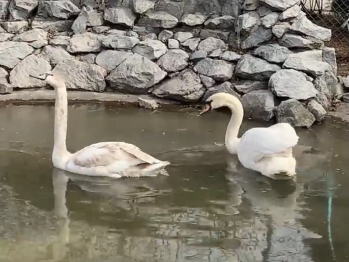 Как прошло знакомство спасенных лебедей, показали в мелитопольском зоопарке (видео)