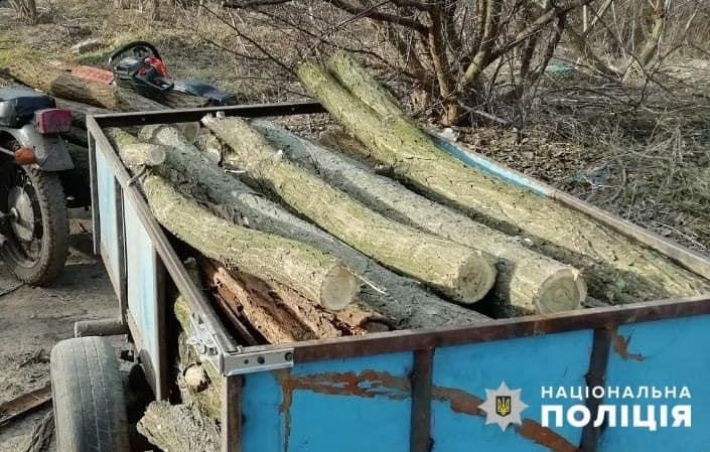 В Запорожье пара лесорубов, спилила более 70 деревьев акации (фото)