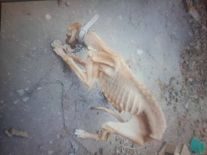 История с собакой в Мелитополе, которую хозяева превратили в живой скелет, закончилась хэппи-эндом (фото)