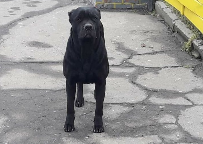 В Мелитополе в опасности пес - с ним грозят расправиться (фото)
