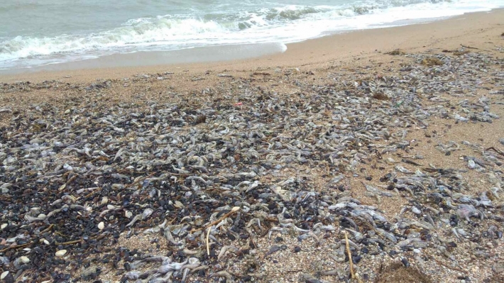 В Запорожской области на побережье Азовского моря выбросило мертвую рыбу (фото)