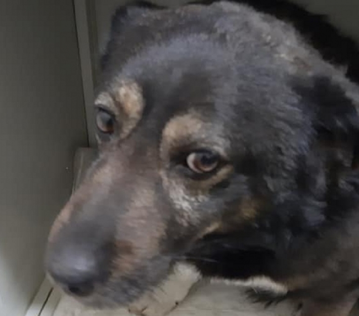 В Мелитополе срочно ищут хозяина собаки - четырехлапый друг оказался в больнице (фото)