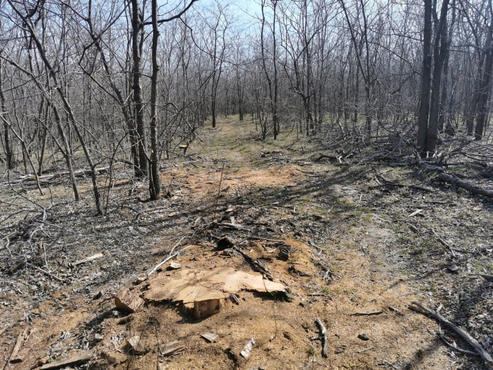 В Алтагире варварски пилят деревья - лесные тропы превратились в дороги (фото)